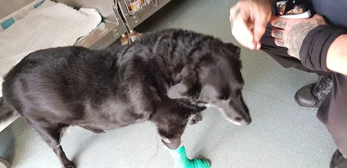 Rae, Bean & Partners Veterinary Surgery Picture 8
