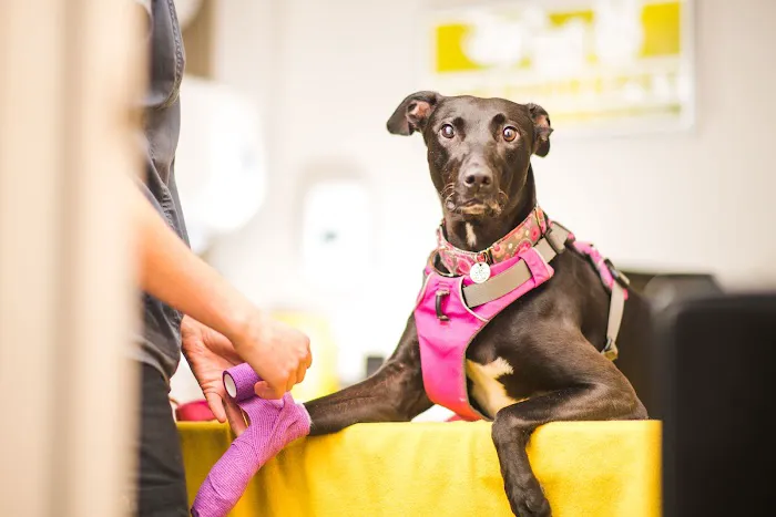 Rae, Bean & Partners Veterinary Surgery Picture 9