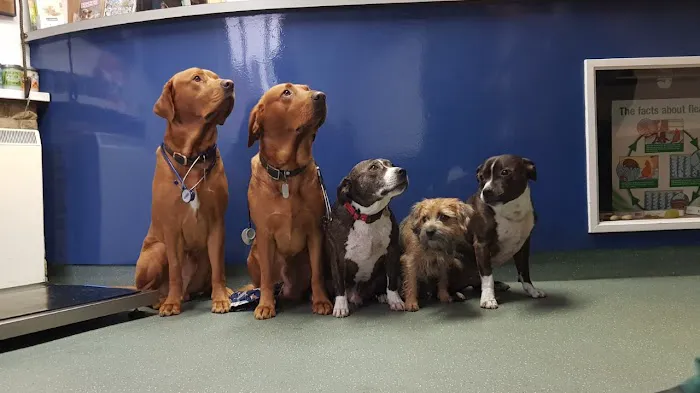 Rae, Bean & Partners Veterinary Surgery Picture 10