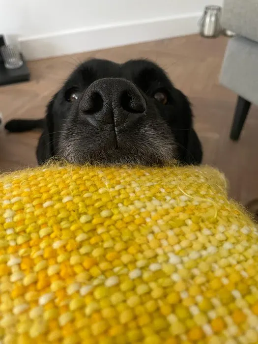 HG Pets - Independent Harrogate Pet Shop & Dog Groomer Picture 8