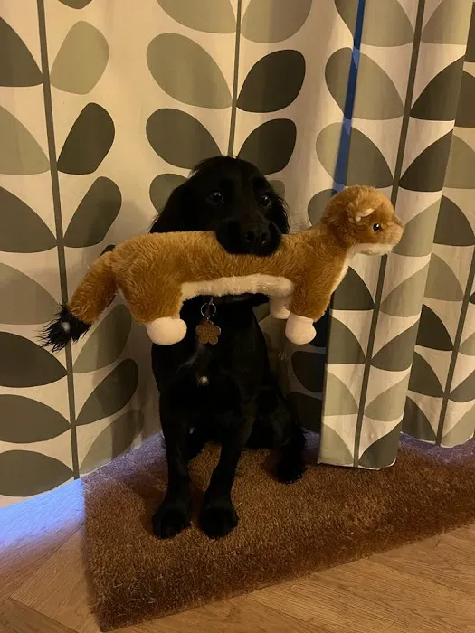 HG Pets - Independent Harrogate Pet Shop & Dog Groomer Picture 2