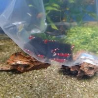 Harrogate Aquatic ico