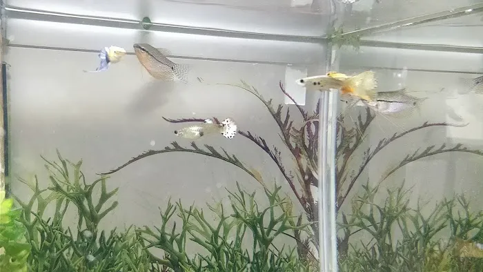 Harrogate Aquatic Picture 4