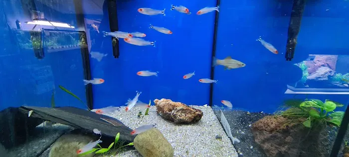 Harrogate Aquatic Picture 9