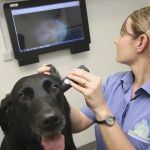 Medivet Harrogate Oak Beck Way