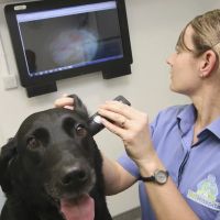 Medivet Harrogate Oak Beck Way ico