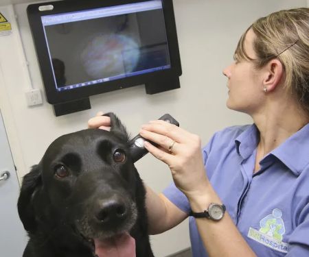Medivet Harrogate Oak Beck Way