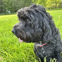 Crab Lane Vets ico