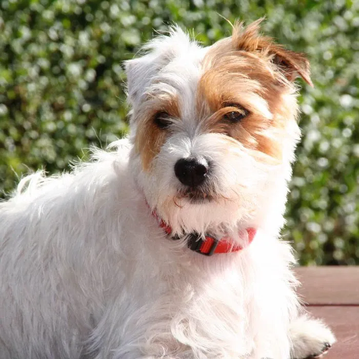 Crab Lane Vets Picture 3