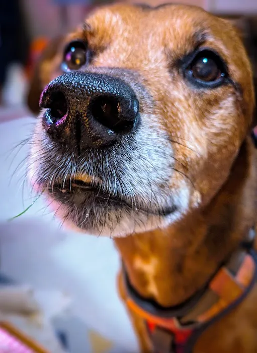 Crab Lane Vets Picture 4