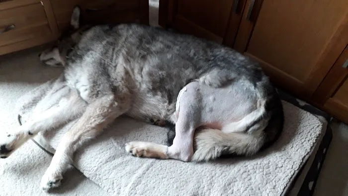 Crab Lane Vets Picture 5
