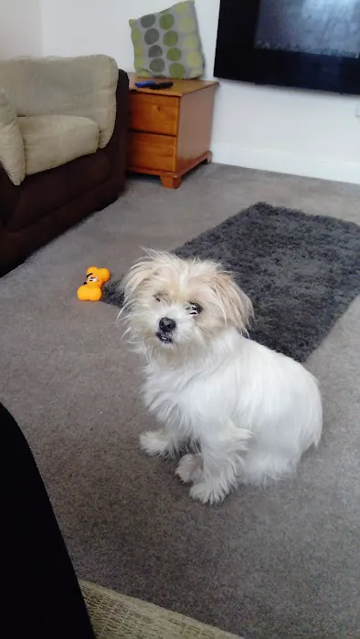 Sweeney Dog, Pet Store & Dog Grooming Picture 1