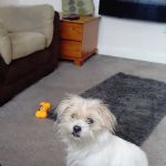 Sweeney Dog, Pet Store & Dog Grooming
