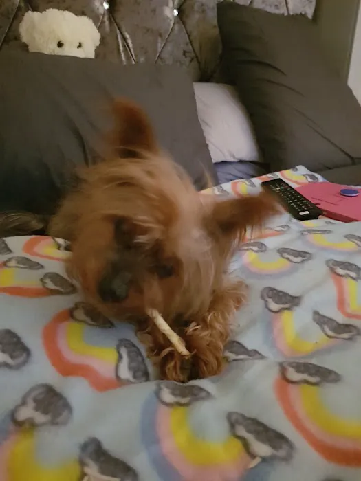 Sweeney Dog, Pet Store & Dog Grooming Picture 6