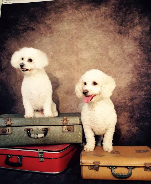 Sweeney Dog, Pet Store & Dog Grooming Picture 3