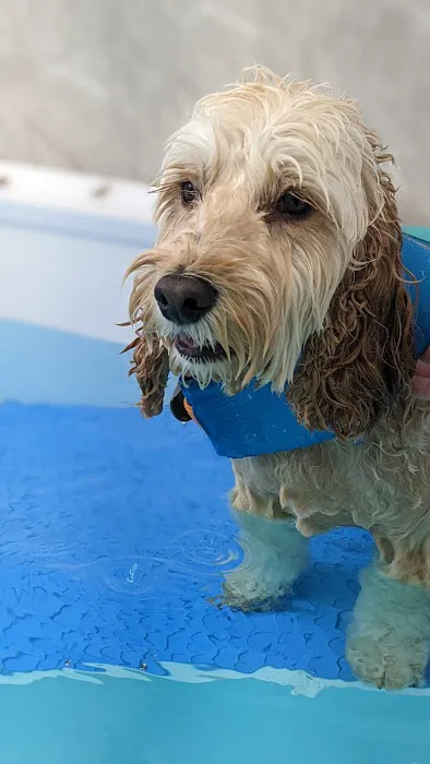 The Harrogate Vet Physio Hydrotherapy Centre Picture 4