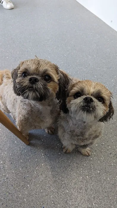 The Harrogate Vet Physio Hydrotherapy Centre Picture 3