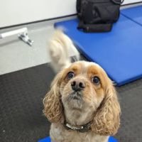 The Harrogate Vet Physio Hydrotherapy Centre ico