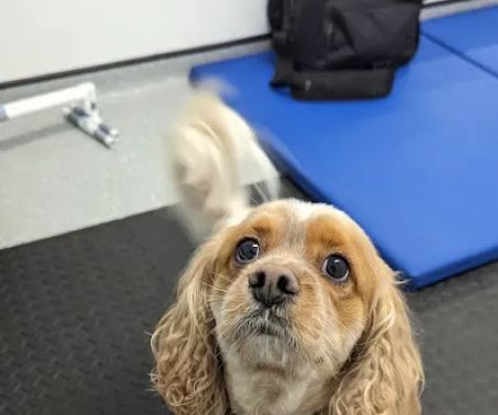 The Harrogate Vet Physio Hydrotherapy Centre