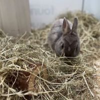 Pets at Home Middlesbrough ico