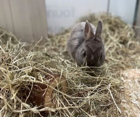 Pets at Home Middlesbrough
