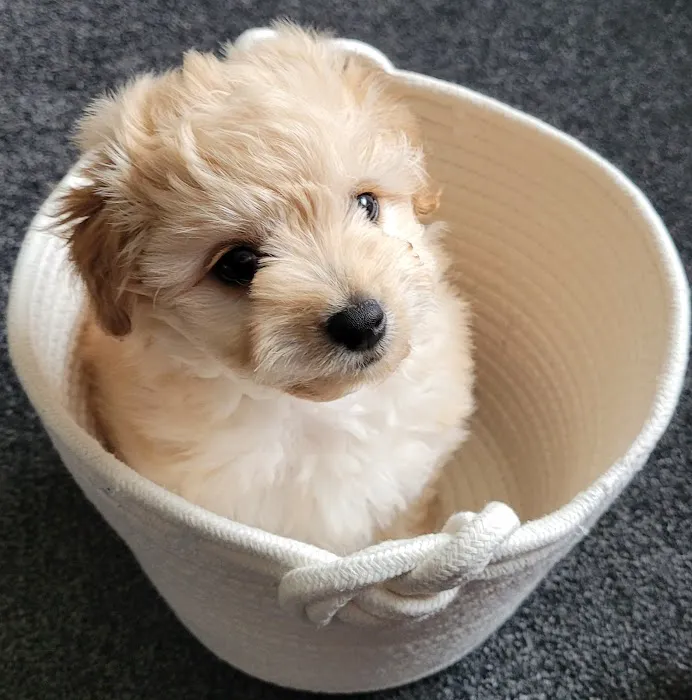 Pets at Home Middlesbrough Picture 8