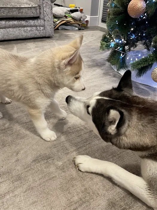 Pets at Home Coulby Newham Picture 1