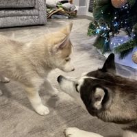 Pets at Home Coulby Newham ico