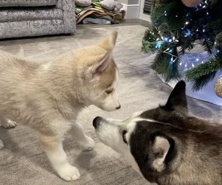 Pets at Home Coulby Newham