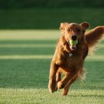 Champion Boarding Kennels & Cattery