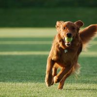 Champion Boarding Kennels & Cattery ico