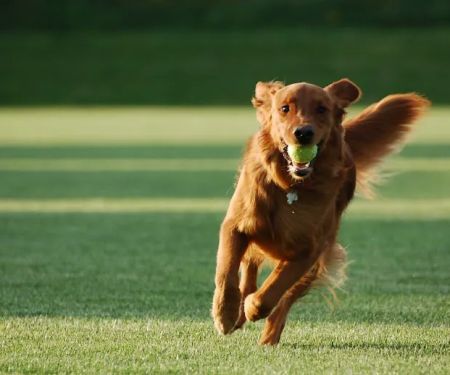 Champion Boarding Kennels & Cattery