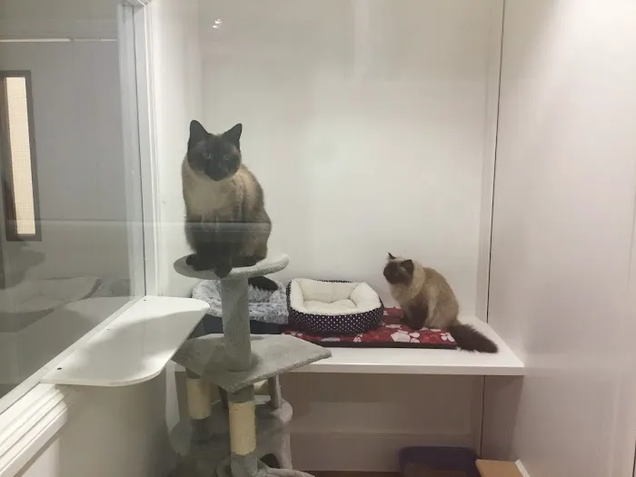 Elswick Cattery Picture 8