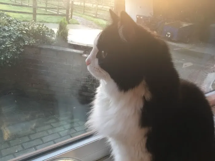 Elswick Cattery Picture 10