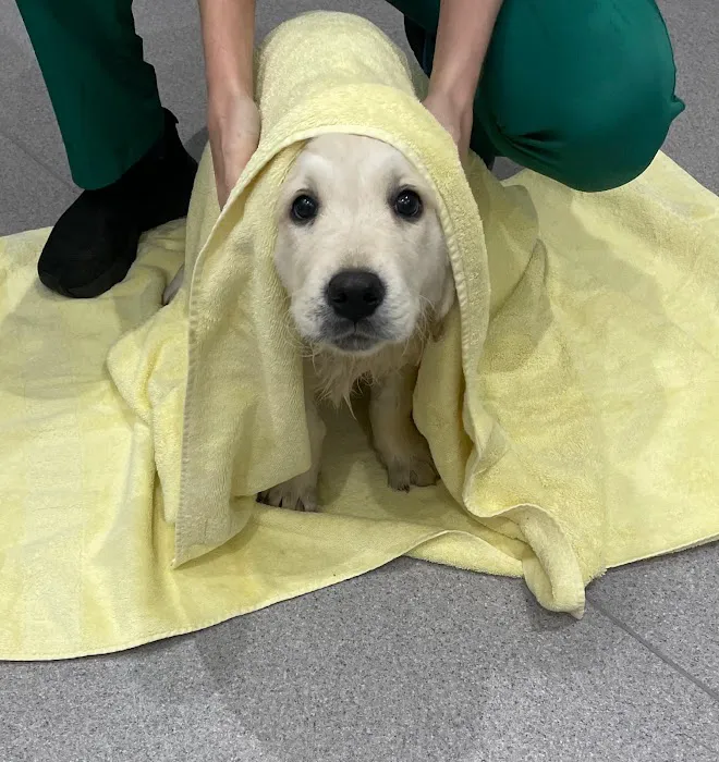 Moore Vets Picture 4