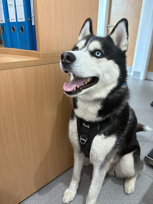 Moore Vets Picture 7