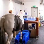 Oakhill Equine Vets