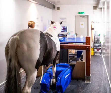 Oakhill Equine Vets