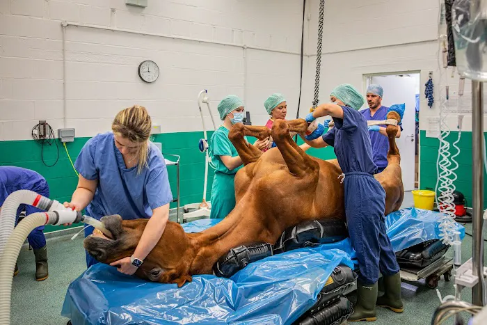 Oakhill Equine Vets Picture 9