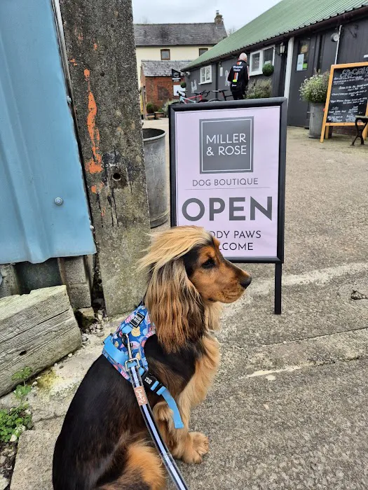 Miller & Rose Dog Boutique Picture 1