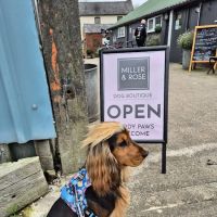 Miller & Rose Dog Boutique ico