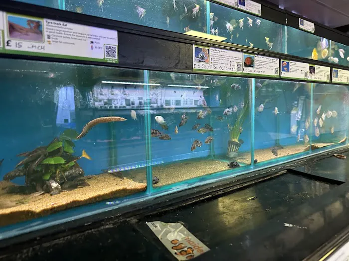 Maidenhead Aquatics Preston Picture 6