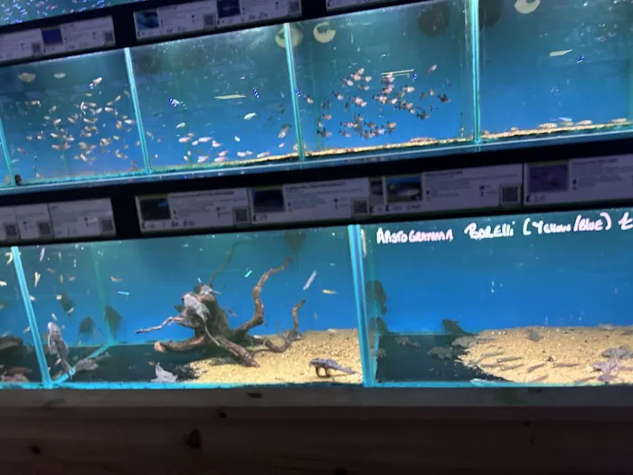 Maidenhead Aquatics Preston Picture 3