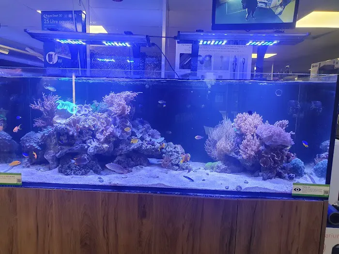 Maidenhead Aquatics Preston Picture 7