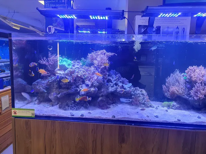 Maidenhead Aquatics Preston Picture 8