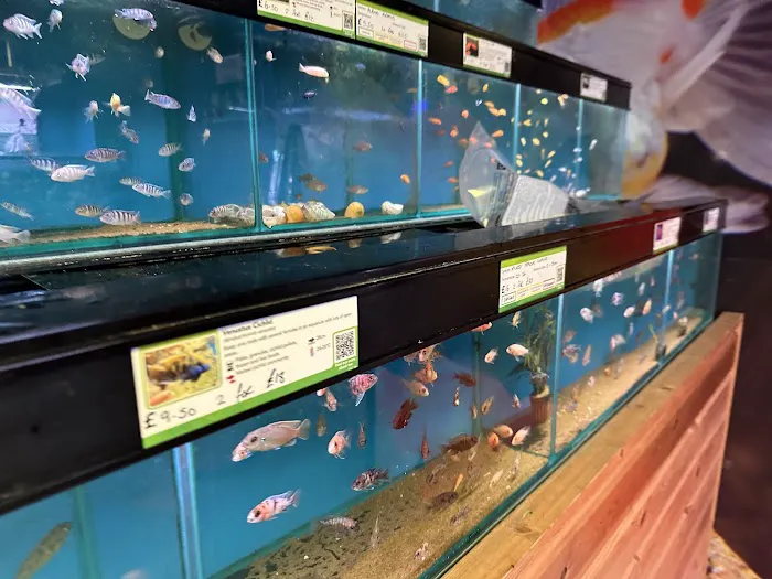 Maidenhead Aquatics Preston Picture 4