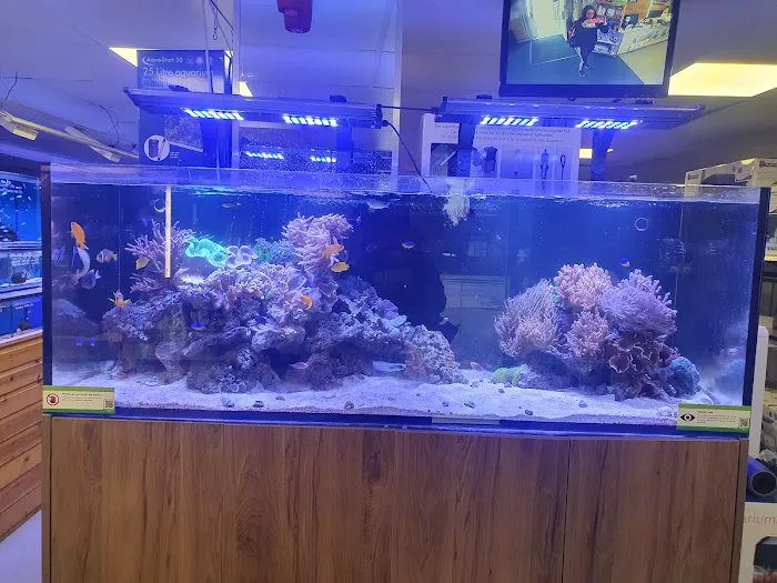 Maidenhead Aquatics Preston Picture 10