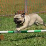 Kirkham Pet Centre