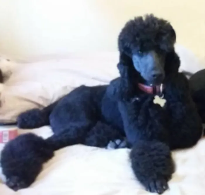 Kirkham Pet Centre Picture 6