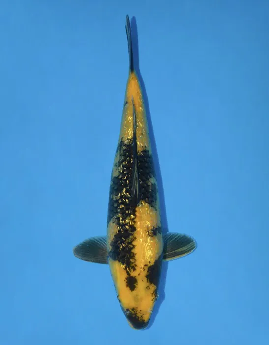 The Oaks Koi Farm Picture 8